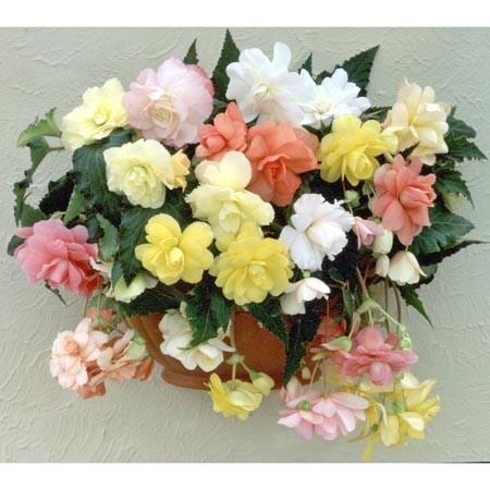 Ce Bégonia "Cascade Pastel" est très florifère, de grandes fleurs doubles variées très ornementales, très élégant en potée.
